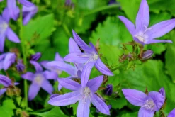 Stjärnklocka 'Stella'