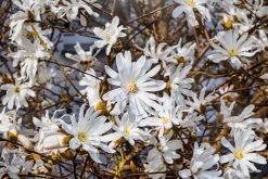 Stjärnmagnolia