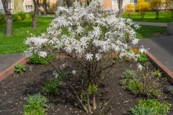 Stjärnmagnolia