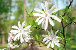 Stjärnmagnolia