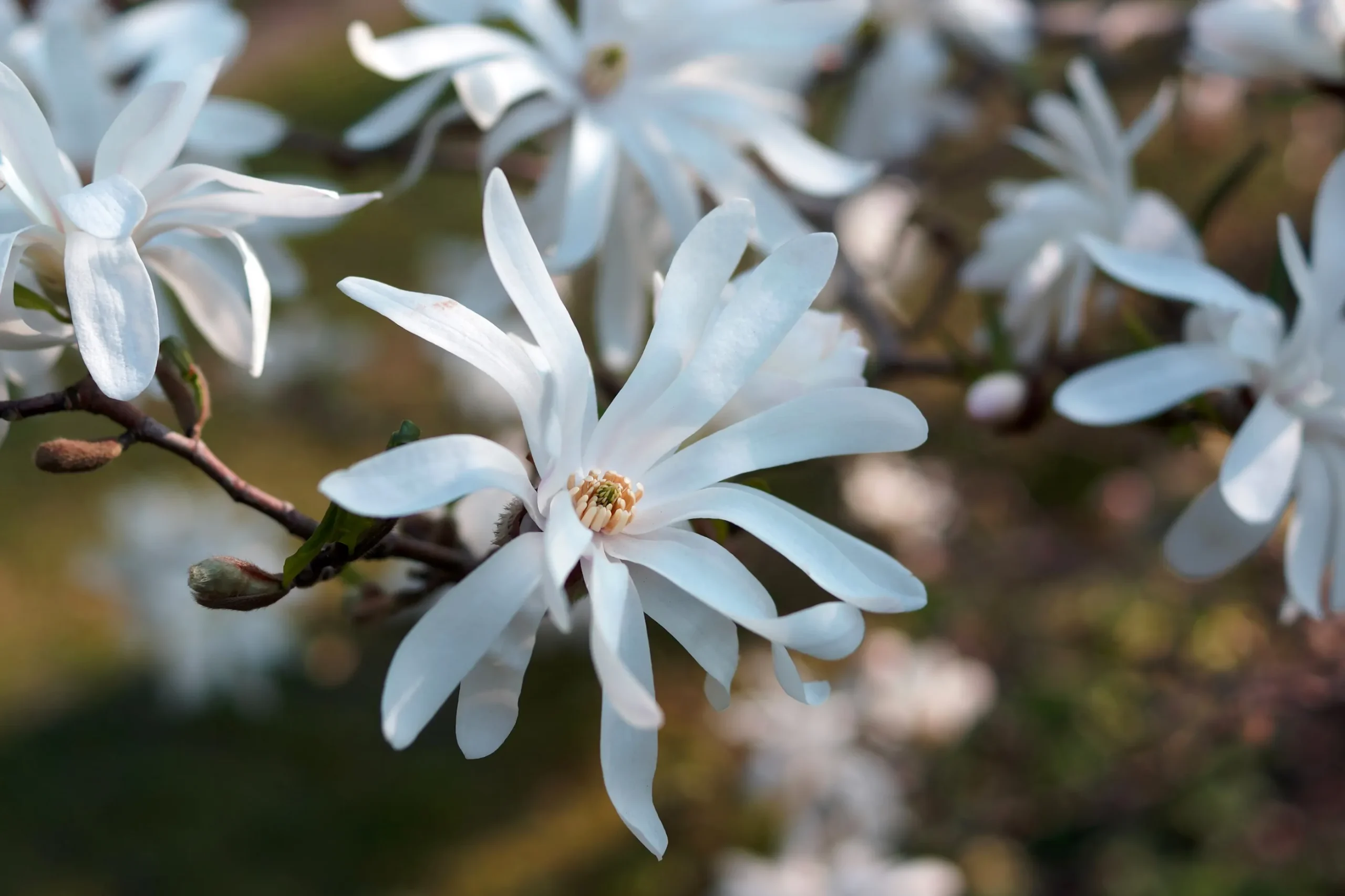 Stjärnmagnolia