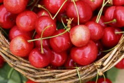 Sötkörsbär 'Merton Glory'