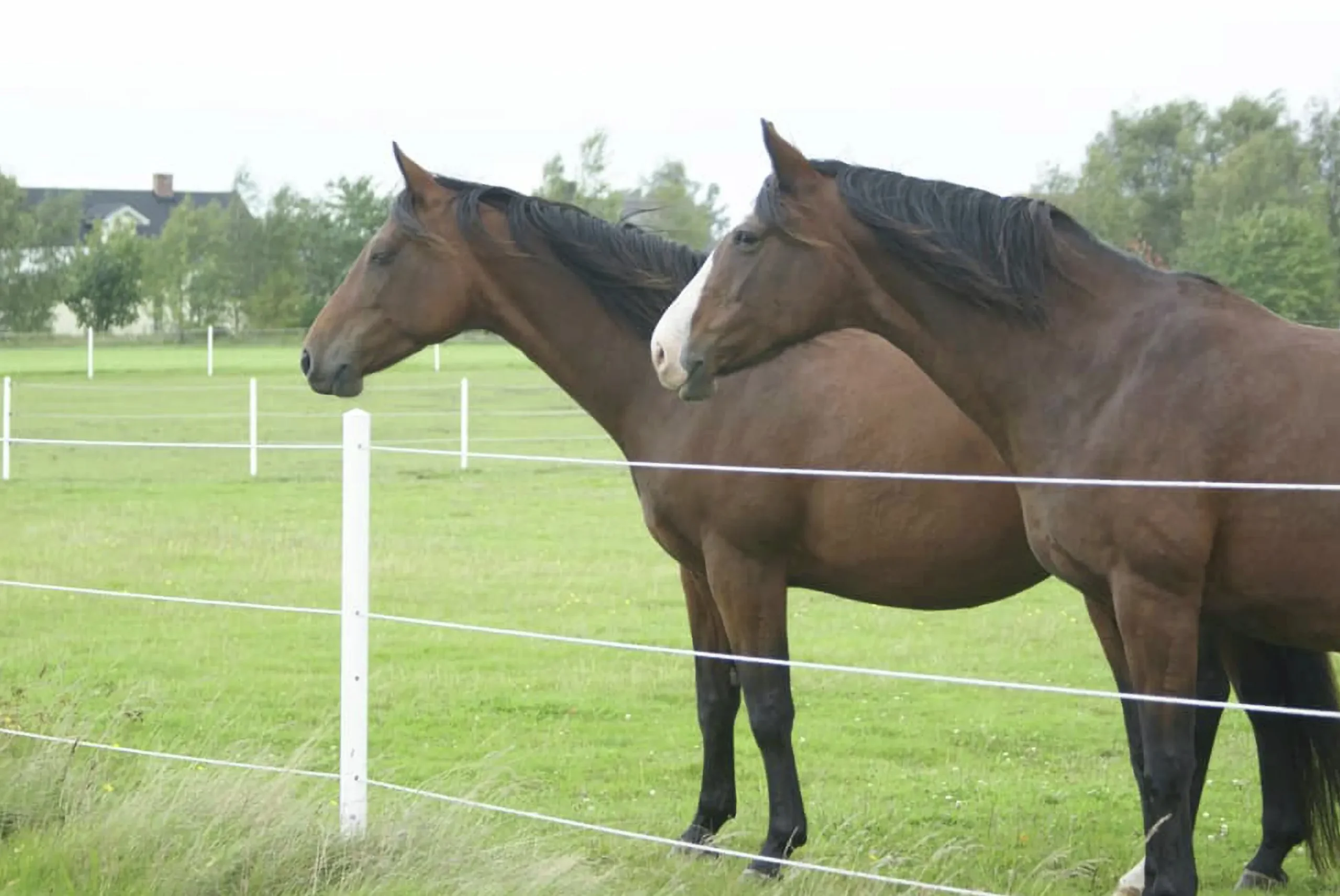 Stängselstolpe EquiSafe rund plast 65mm 1,8m vit