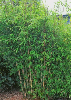 Stor Bergbambu 'Dino' 2L