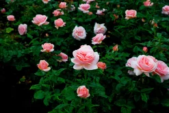 Storblommig Buskros 'Aphrodite' 'Tan00847' Barrotad