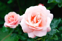 Storblommig Buskros 'Aphrodite' 'Tan00847' Barrotad