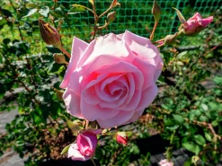 Storblommig Klätterros 'Coral Dawn' Barrotad