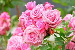 Storblommig Klätterros 'Coral Dawn' Barrotad
