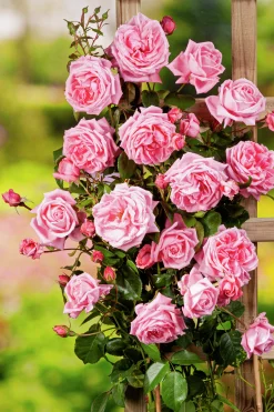 Storblommig Klätterros 'Coral Dawn' Barrotad