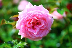 Storblommig Klätterros 'Coral Dawn' Barrotad