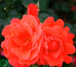 Storblommig Rabattros 'Alexander' 'Harlex' Barrotad