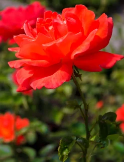 Storblommig Rabattros 'Alexander' 'Harlex' Barrotad