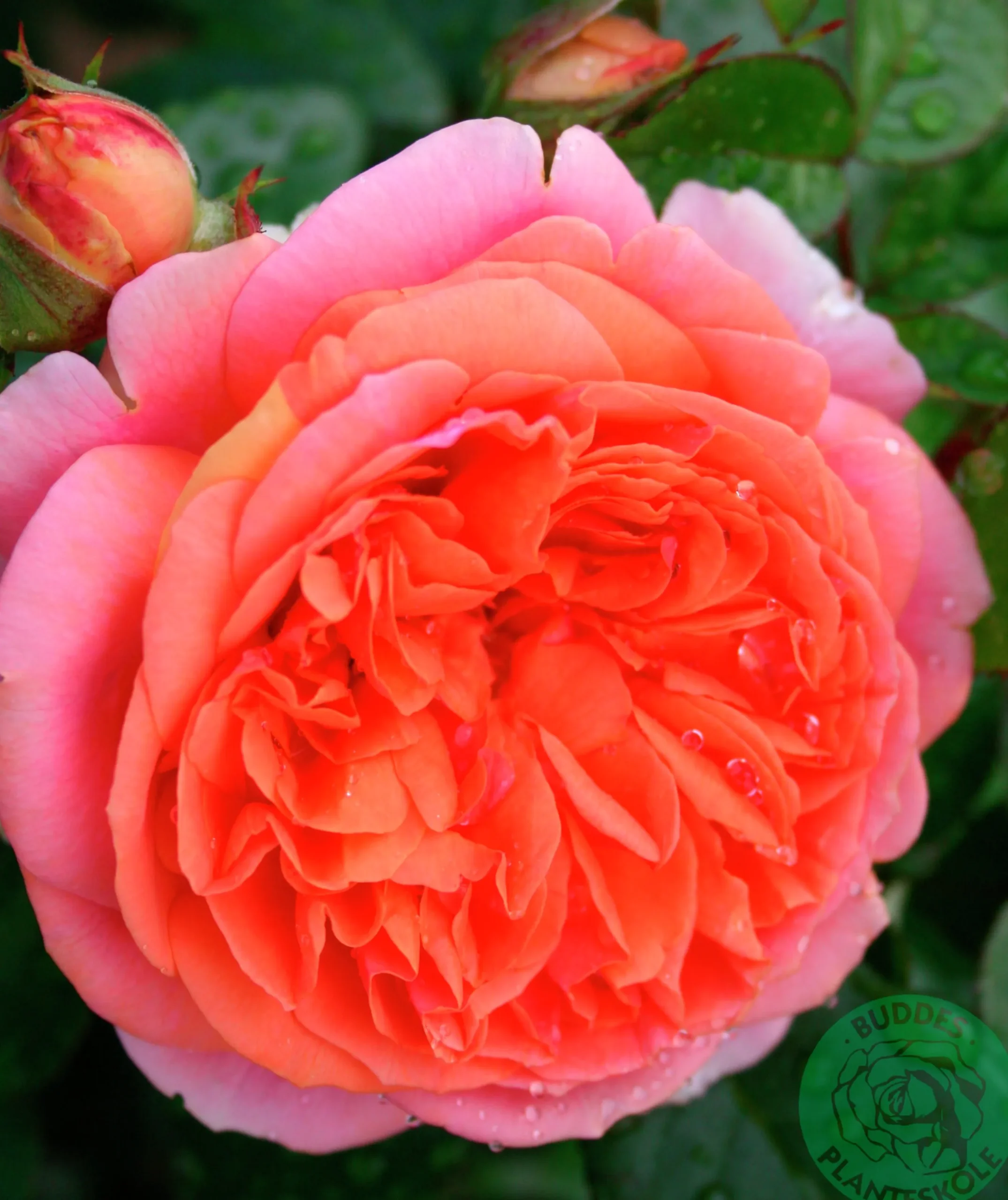 Storblommig Rabattros 'Chippendale' 'Tan97159' Barrotad