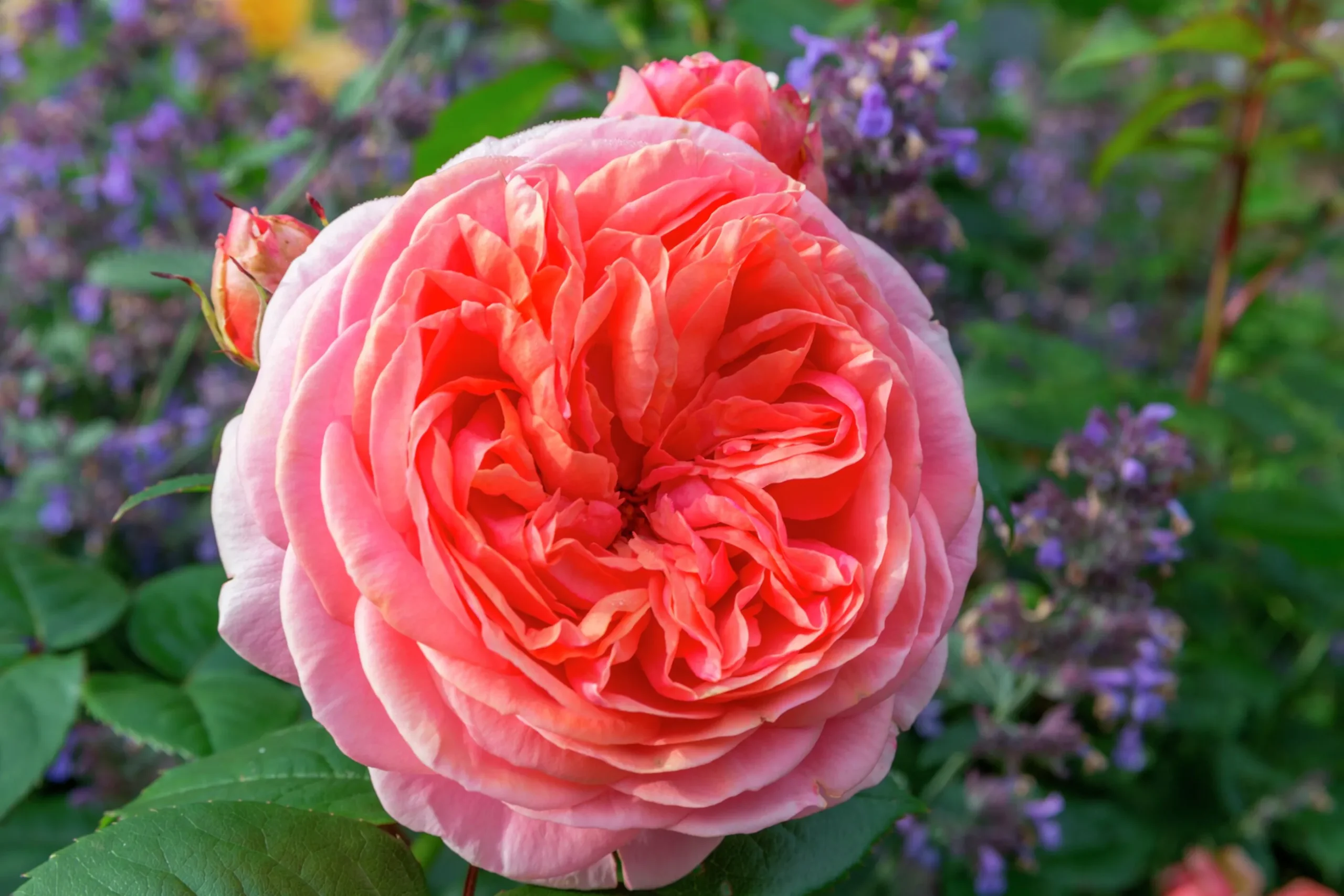 Storblommig Rabattros 'Chippendale' 'Tan97159' Barrotad