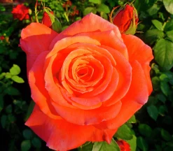 Storblommig rabattros 'Dronning Ingrid' 'Poulgrena' Barrotad