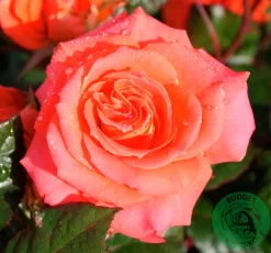 Storblommig rabattros 'Dronning Ingrid' 'Poulgrena' Barrotad