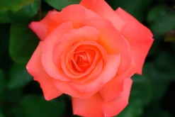 Storblommig rabattros 'Dronning Ingrid' 'Poulgrena' Barrotad