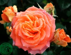 Storblommig Rabattros 'Flora Danica' 'Poulrim' Barrotad