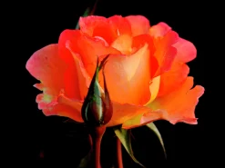 Storblommig Rabattros 'Flora Danica' 'Poulrim' Barrotad