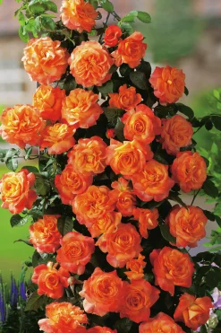 Storblommig Rabattros 'Flora Danica' 'Poulrim' Barrotad