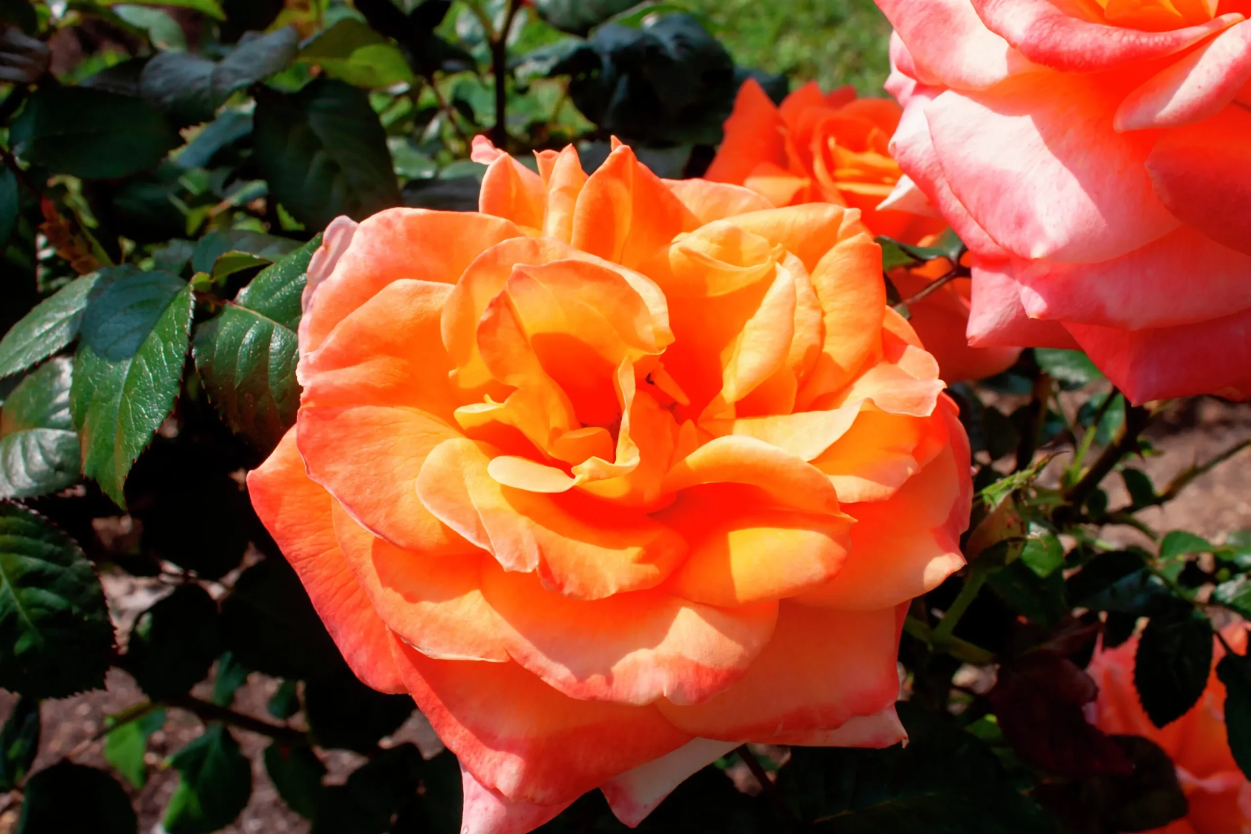 Storblommig Rabattros 'Flora Danica' 'Poulrim' Barrotad
