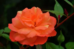 Storblommig Rabattros 'Gavnö' 'Poulgav' Barrotad