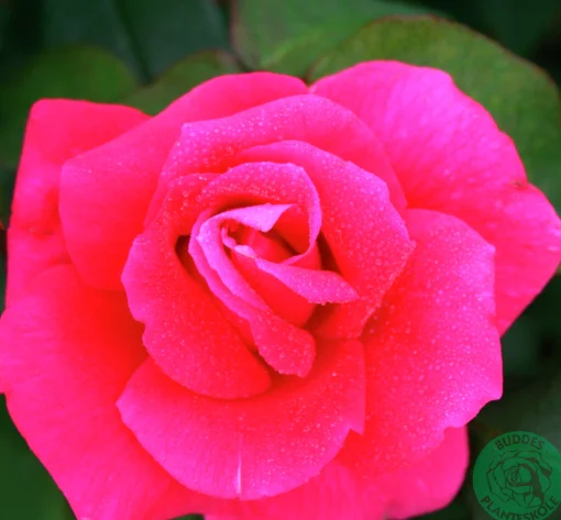 Storblommig rabattros 'Hanne' Barrotad