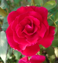 Storblommig rabattros 'Hanne' Barrotad