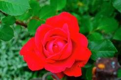Storblommig rabattros 'Hanne' Barrotad