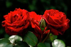Storblommig Rabattros 'Ingrid bergman' 'Poulman' Barrotad