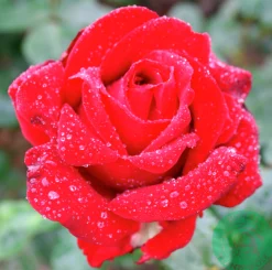 Storblommig Rabattros 'Ingrid bergman' 'Poulman' Barrotad