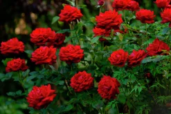 Storblommig Rabattros 'Ingrid bergman' 'Poulman' Barrotad
