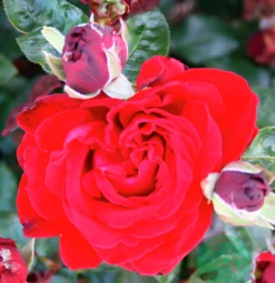 Storblommig Rabattros 'Ingrid bergman' 'Poulman' Barrotad