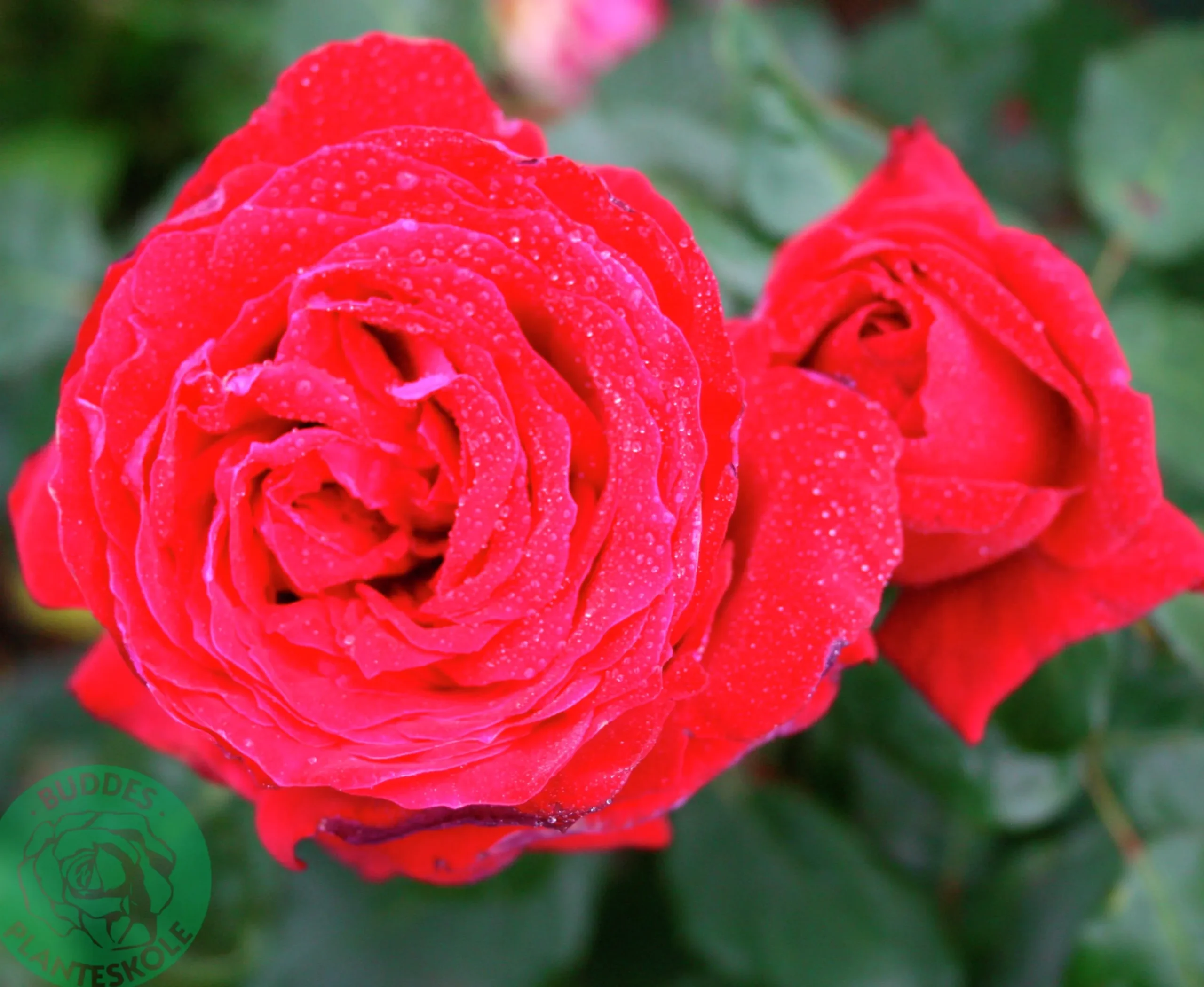 Storblommig Rabattros 'Isabella Rossellini' 'Poulht006' Barrotad