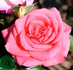 Storblommig rabattros 'Louisiana' 'Kornemark' Barrotad