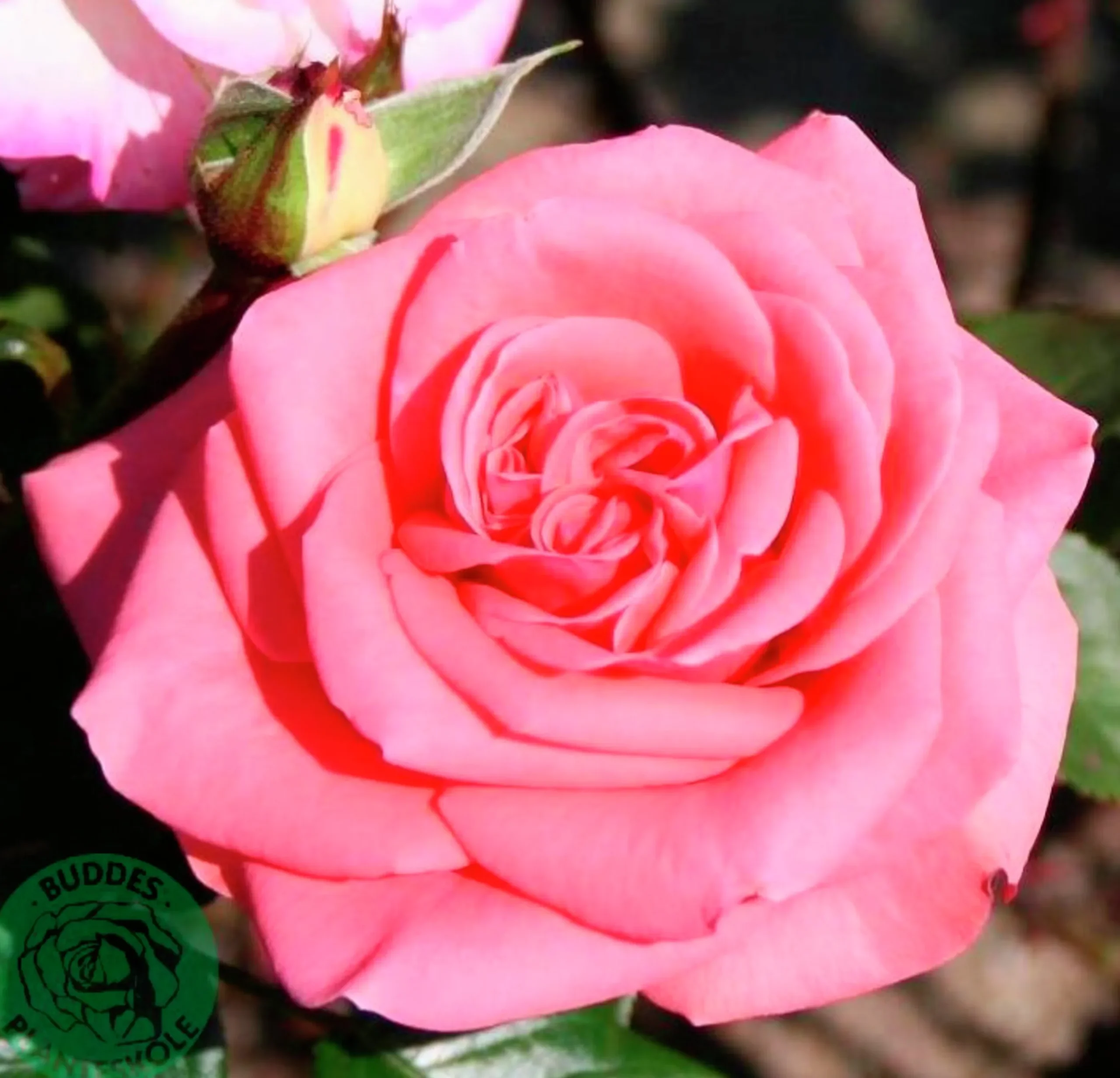 Storblommig rabattros 'Louisiana' 'Kornemark' Barrotad