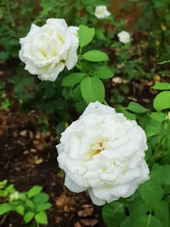 Storblommig rabattros 'Memoire' 'Korzuri' Barrotad