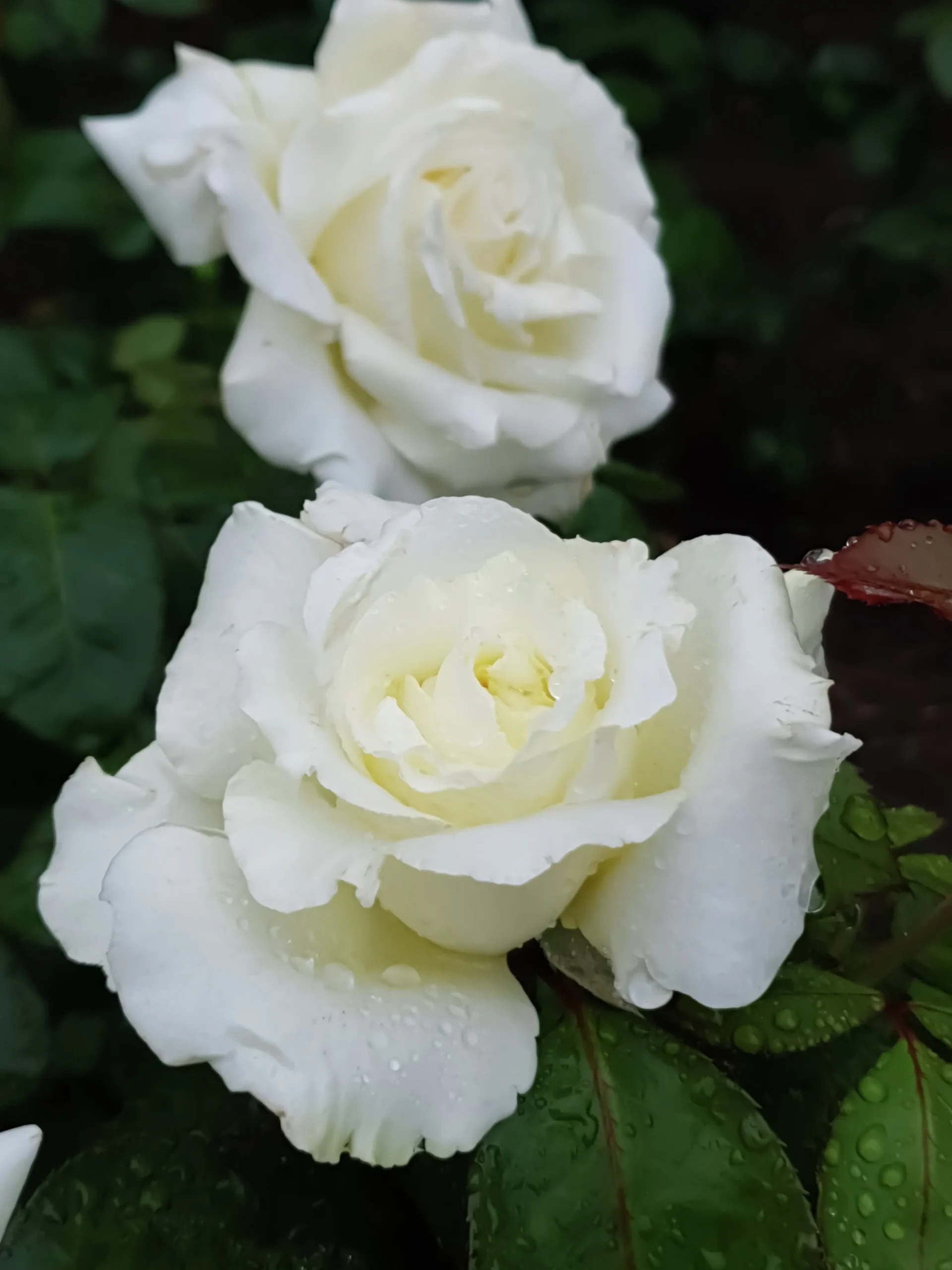 Storblommig rabattros 'Memoire' 'Korzuri' Barrotad