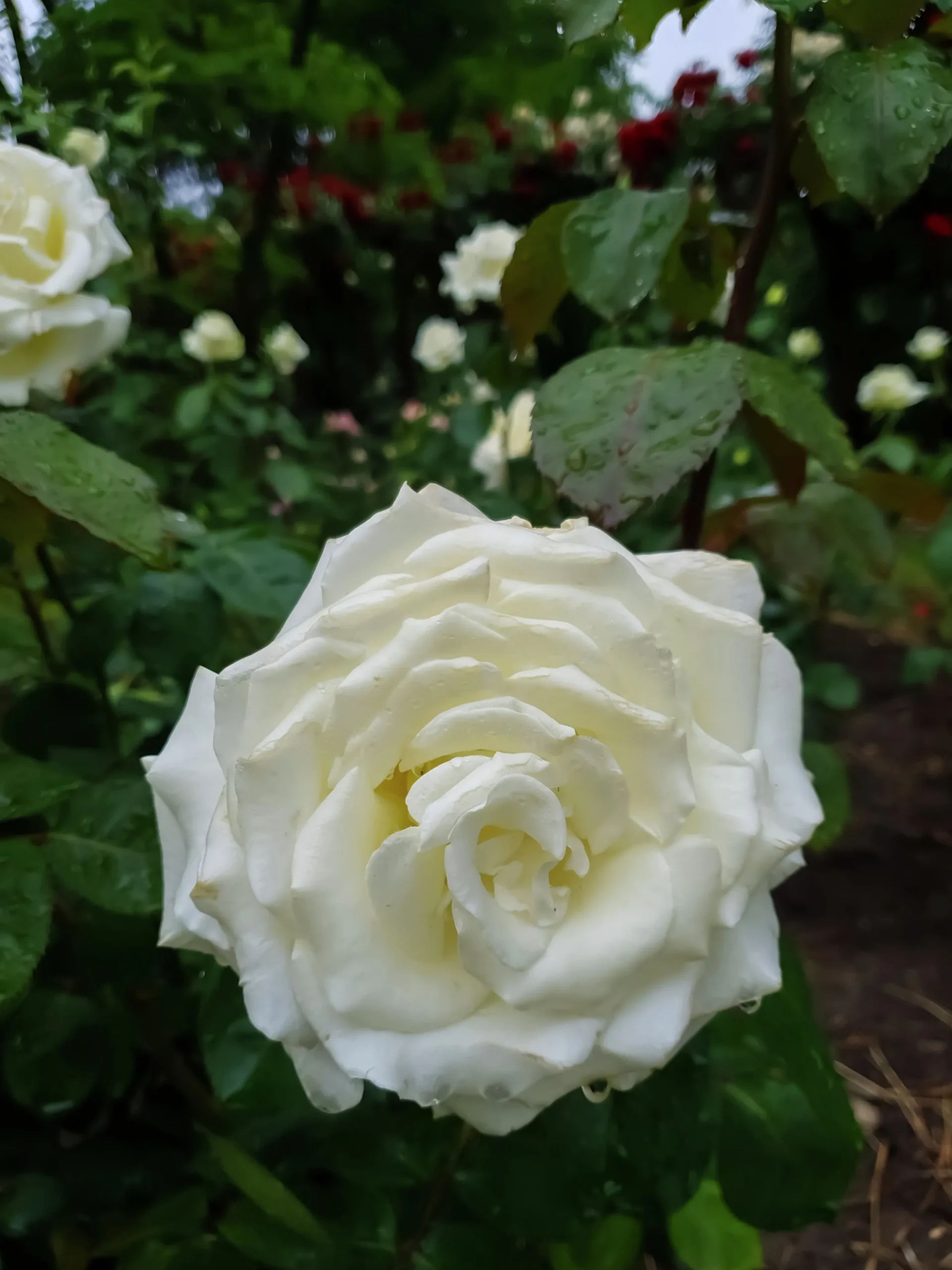 Storblommig rabattros 'Memoire' 'Korzuri' Barrotad