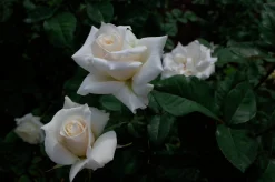 Storblommig Rabattros 'Pascali' 'Lenip' Barrotad