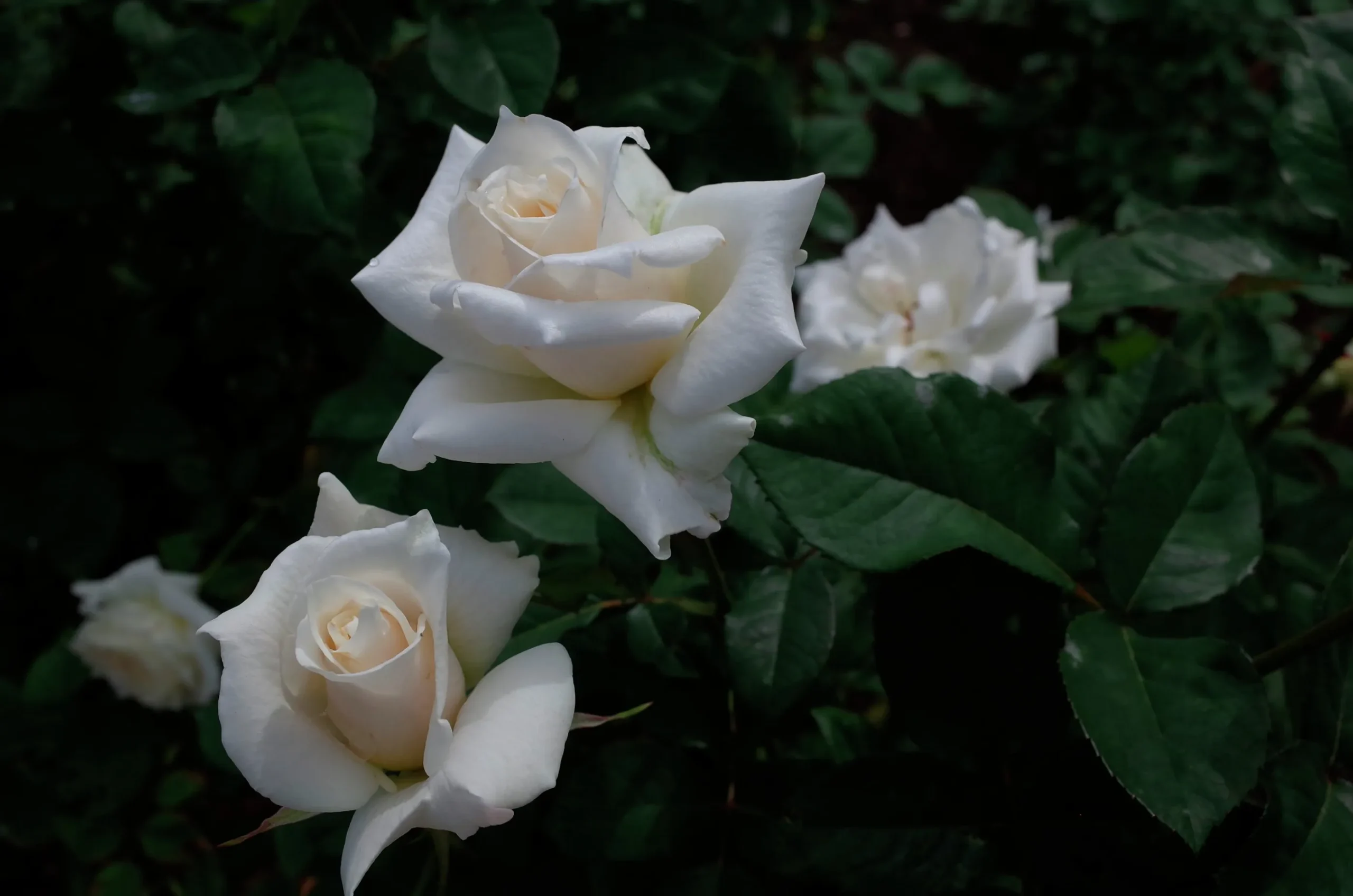 Storblommig Rabattros 'Pascali' 'Lenip' Barrotad