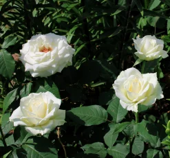 Storblommig Rabattros 'Pascali' 'Lenip' Barrotad