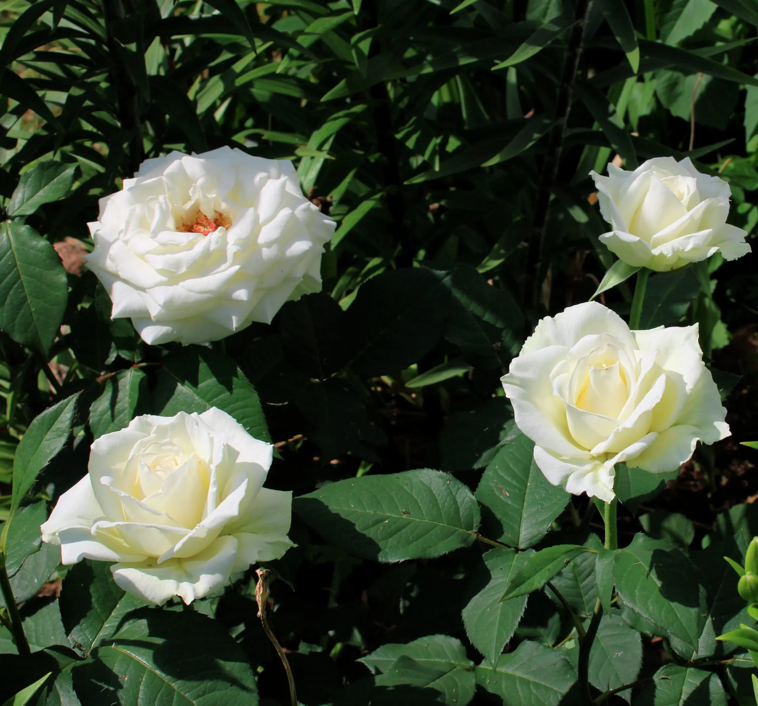 Storblommig Rabattros 'Pascali' 'Lenip' Barrotad