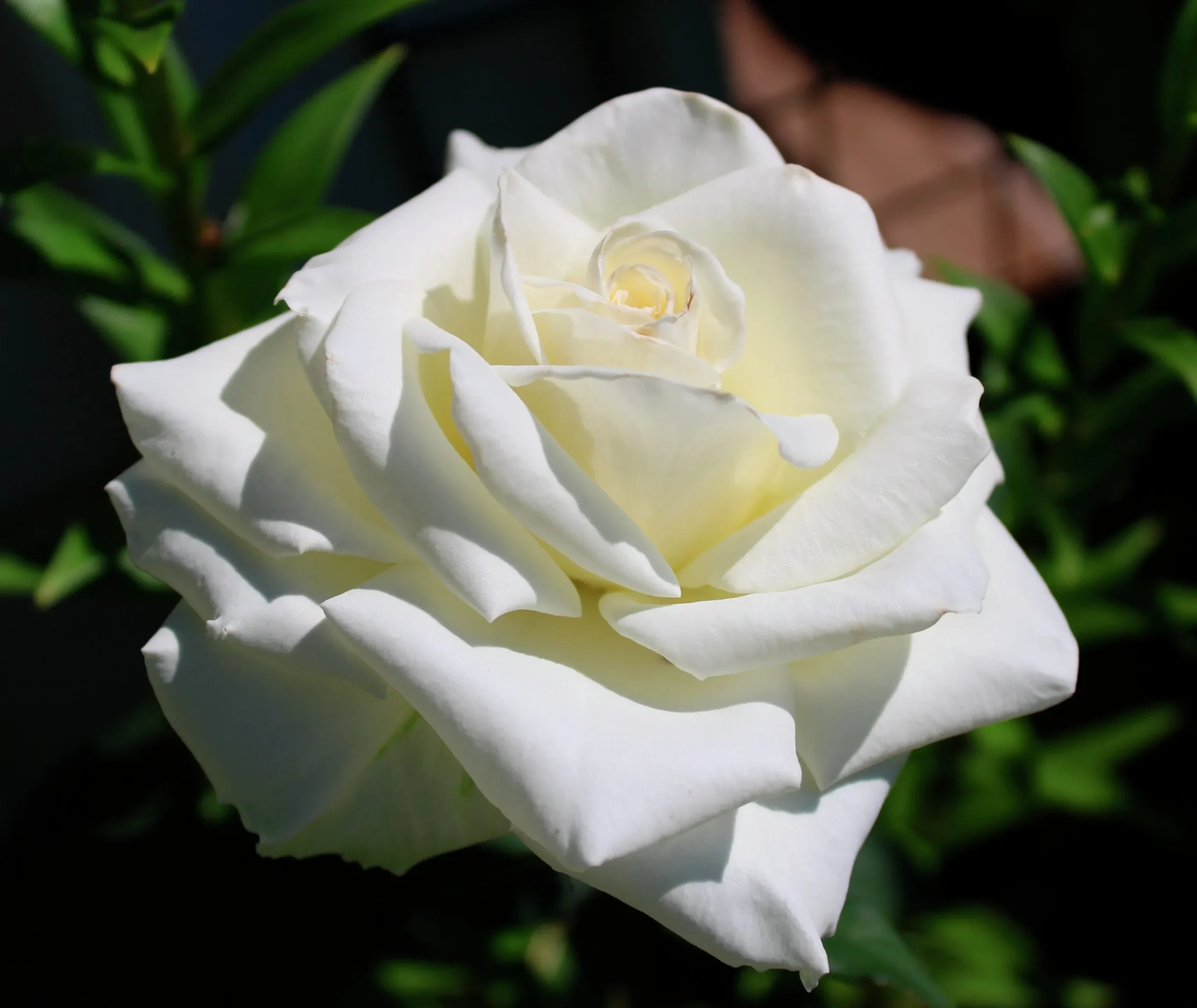 Storblommig Rabattros 'Pascali' 'Lenip' Barrotad