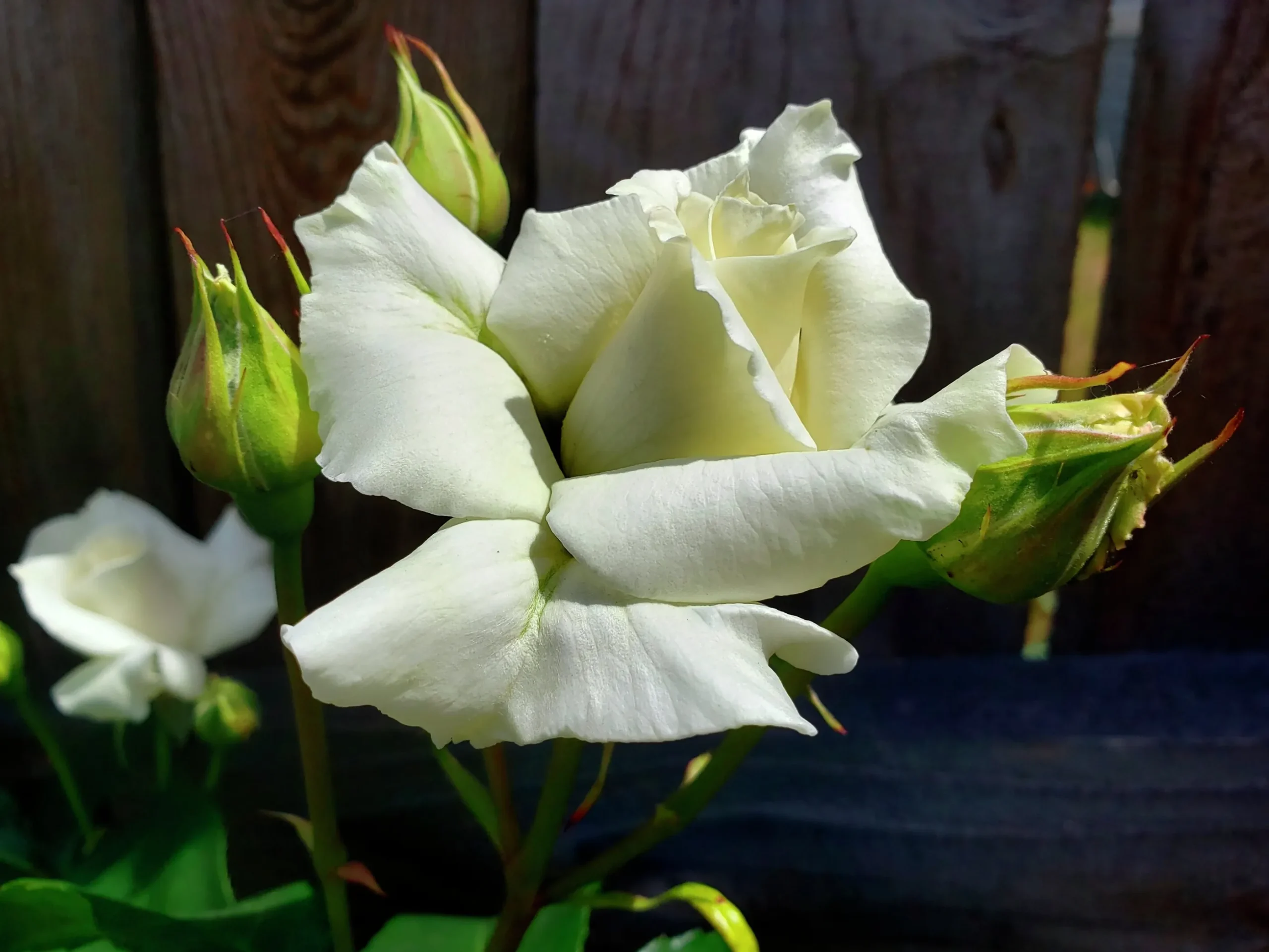Storblommig Rabattros 'Pascali' 'Lenip' Barrotad