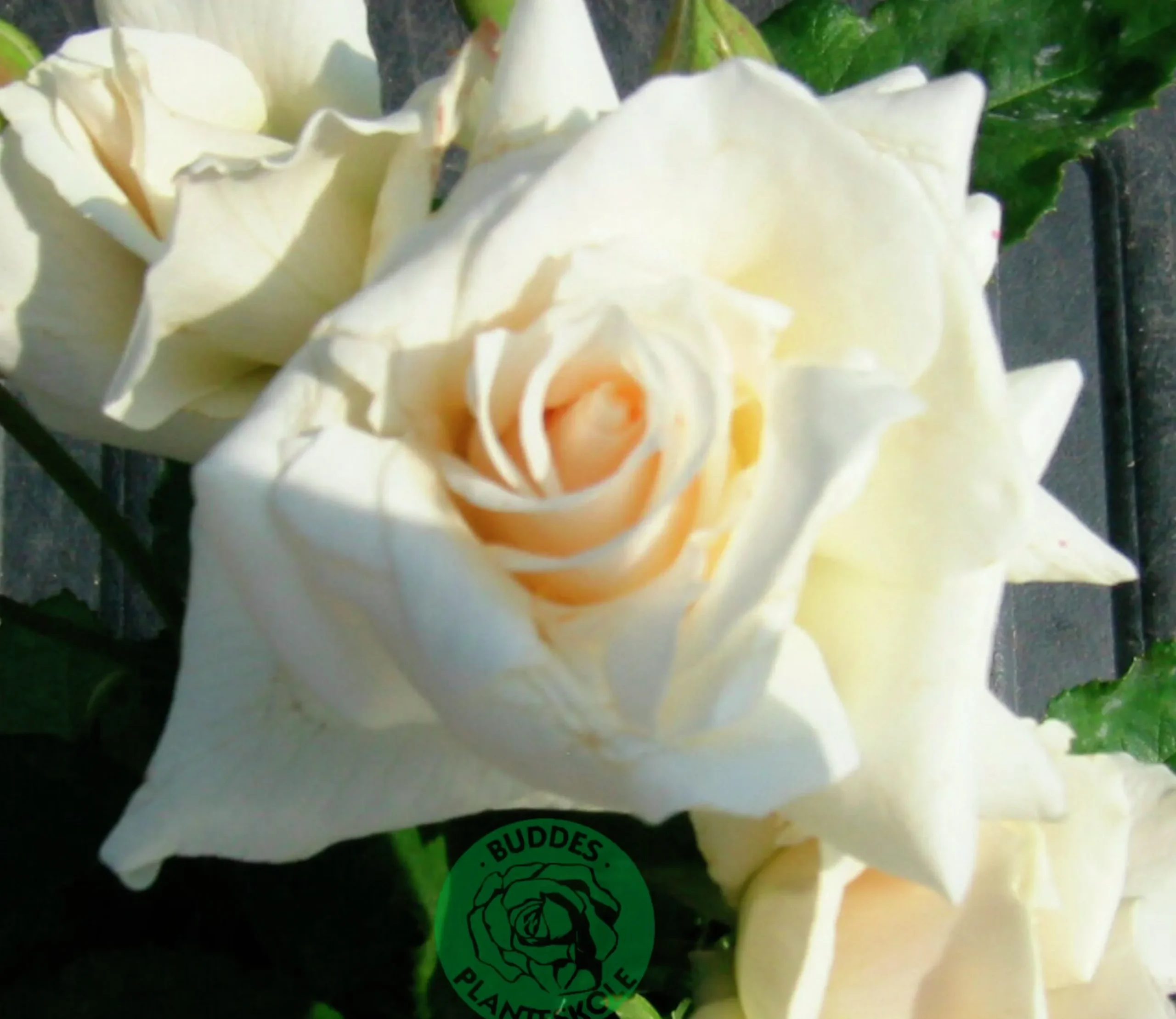 Storblommig Rabattros 'Pascali' 'Lenip' Barrotad