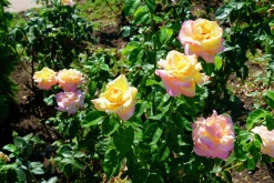 Storblommig Rabattros 'Peace' syn- 'Mme A. Meilland' Barrotad