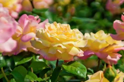 Storblommig Rabattros 'Peace' syn- 'Mme A. Meilland' Barrotad