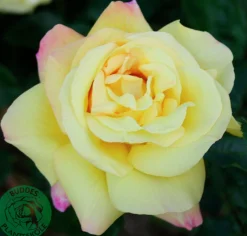 Storblommig Rabattros 'Peace' syn- 'Mme A. Meilland' Barrotad