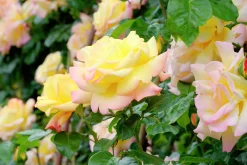 Storblommig Rabattros 'Peace' syn- 'Mme A. Meilland' Barrotad